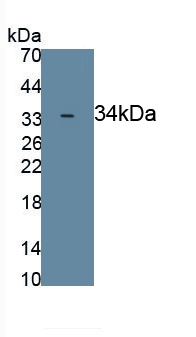 Polyclonal Antibody to Nuclear Factor, Erythroid Derived 2 Like Protein 2 (NFE2L2)