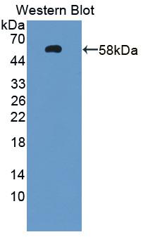 Polyclonal Antibody to Peptidase D (PEPD)