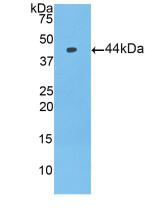 Polyclonal Antibody to Prolactin Induced Protein (PIP)