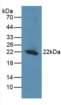 Polyclonal Antibody to REV1 Homolog (REV1)