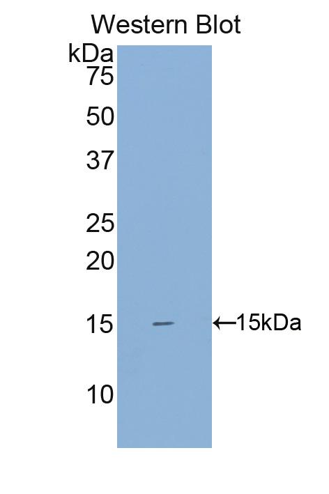 Polyclonal Antibody to Single Ig IL1 Related Receptor (SIGIRR)