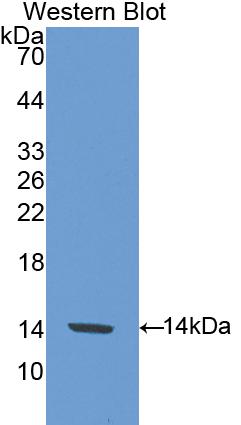 Polyclonal Antibody to Single Ig IL1 Related Receptor (SIGIRR)