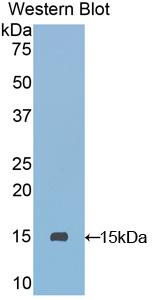 Polyclonal Antibody to Secreted Ly6/uPAR Related Protein 1 (SLURP1)