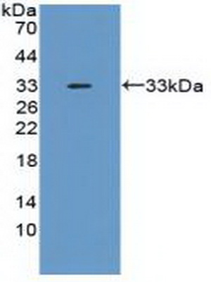 Polyclonal Antibody to Tumor Necrosis Factor Alpha Induced Protein 6 (TNFaIP6)
