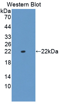 Polyclonal Antibody to Canopy 2 Homolog (CNPY2)