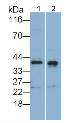 Polyclonal Antibody to Transmembrane Protein 173 (TME<b>M173</b>)