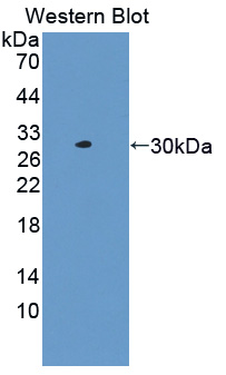 FITC-Linked Polyclonal Antibody to Transmembrane Protein 173 (TMEM173)