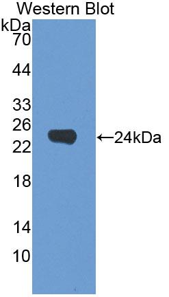 PAN221Hu01.jpg