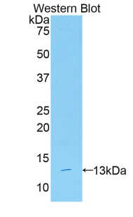 Polyclonal Antibody to Reprimo (RPRM)