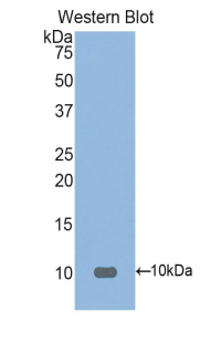 Polyclonal Antibody to Fibronectin Type III Domain Containing Protein 5 (FNDC5)