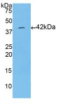 Polyclonal Antibody to Histone Cluster 1, H2aa (HIST1H2AA)