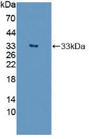 Polyclonal Antibody to Autophagy Related Protein 16 Like Protein 1 (ATG16L1)