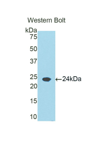 Polyclonal Antibody to Retinol Binding Protein 5, Cellular (RBP5)