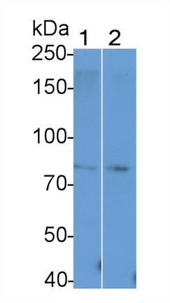 PAP183Mu01.jpg