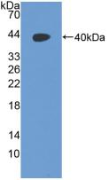 Polyclonal Antibody to RAD51 Homolog (RAD51)