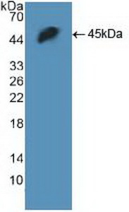 Polyclonal Antibody to H2A Histone Family, Member X (H2AFX)