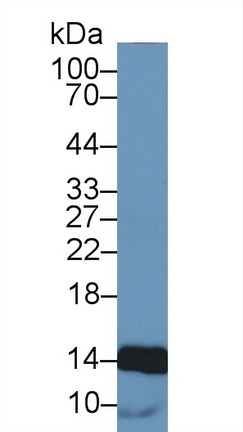 Polyclonal Antibody to Histone Cluster 1, H4a (HIST1H4A)