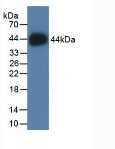 Polyclonal Antibody to Histone Cluster 2, H2ac (HIST2H2AC)