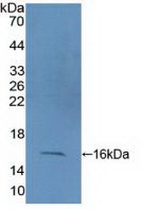 Polyclonal Antibody to Coupling Factor 6 (CF6)