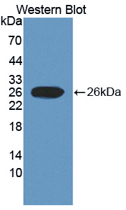 Polyclonal Antibody to Signal Peptide, CUB Domain, EGF Like 3 (SCUBE3)