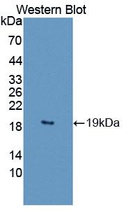 Polyclonal Antibody to Interleukin 1 Theta (IL1q)