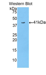 Polyclonal Antibody to Histone Cluster 3, H2a (HIST3H2A)