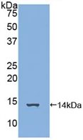 Polyclonal Antibody to Family With Sequence Similarity 19, Member A3 (FAM19A3)