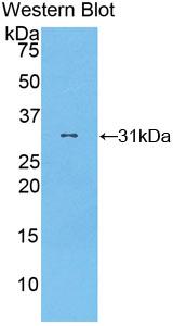 Polyclonal Antibody to Gamma-Secretase Activating Protein (gSAP)