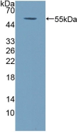 Polyclonal Antibody to Coenzyme Q6 Homolog, Monooxygenase (COQ6)