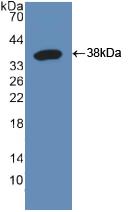 Polyclonal Antibody to Raft Linking Protein (Raftlin)