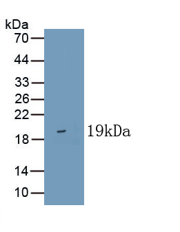 PAS095Bo01.jpg