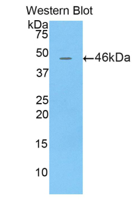 Polyclonal Antibody to Lipocalin 4 (LCN4)