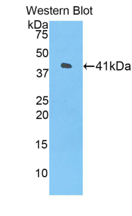 Biotin-Linked Polyclonal Antibody to Histone Cluster 1, H2ah (HIST1H2AH)