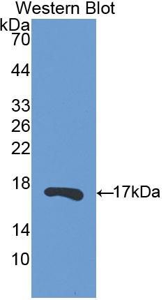 Polyclonal Antibody to Ribonuclease A13 (RNASE13)
