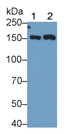 Polyclonal Antibody to WW And C2 Domain Containing Protein 2 (WWC2)