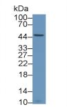 Recombinant Antibody to Cluster Of Differentiation 4 (CD4)