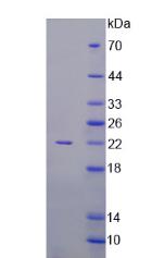 Recombinant Activin A (ACVA)