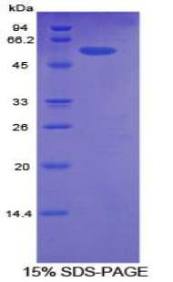 Recombinant Activated Leukocyte Cell Adhesion Molecule (ALCAM)