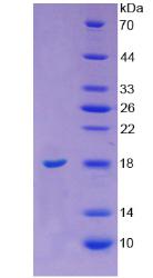 Recombinant Angiogenin (ANG)