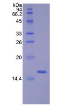 Recombinant Angiogenin (ANG)