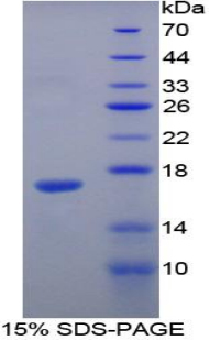 Recombinant Angiogenin (ANG)