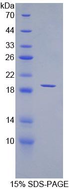 Recombinant Angiopoietin 1 (ANGPT1)