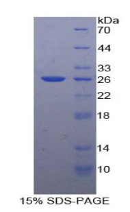 RPA008Hu02.jpg