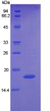 Recombinant Angiopoietin 2 (ANGPT2)