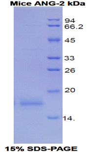 Recombinant Angiopoietin 2 (ANGPT2)