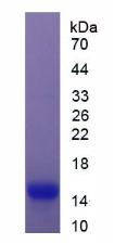 Recombinant Angiopoietin 2 (ANGPT2)