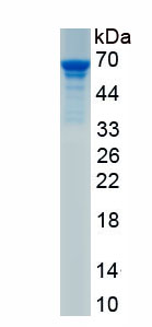 Recombinant Connective Tissue Growth Factor (CTGF)