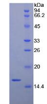 Recombinant Brain Derived Neurotrophic Factor (BDNF)