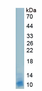 Recombinant S100 Calcium Binding Protein (S100)