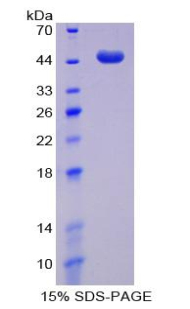 Recombinant Bone Morphogenetic Protein 2 (BMP2)